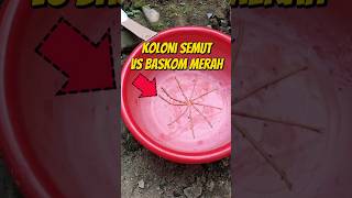 KOLONI SEMUT VS BASKOM MERAH 🐜 eksperimen semut semutkecil semuthitam semutapi [upl. by Ute]