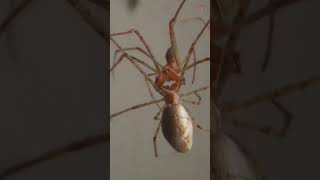 Exploring Orb Weaver Spiders Mating under a Microscope [upl. by Oeak]