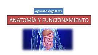 Anatomía y funcionamiento del aparato digestivo [upl. by Bocaj]