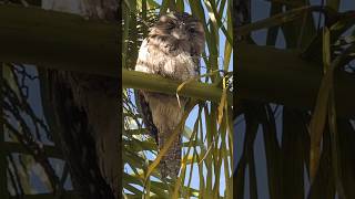 The Tawny Frog Mouth A Bird of Mystery bird reaction [upl. by Anawqahs]