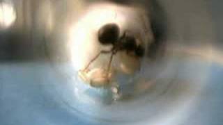 Lasius cf niger ant queen cleaning up [upl. by Argile828]