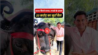 23 करोड़ का मुर्रा बैल  2000 किलो वजन लाखो के इनाम dairyfarming murrah farming agribusiness [upl. by Elodie]