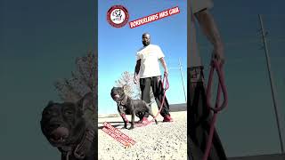 apbt borderlandknls gamedog pitbull doglife dogman bulldog [upl. by Boot78]