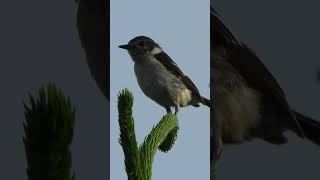 ノビタキ幼鳥♂のさえずりChirping of a young male Saxicola torquatus354野鳥shorts [upl. by Katzman]