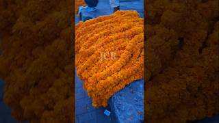 फूलको वर्षा jibeshchamlingraiofficial flowerlover jibeshchamling rai jorpati [upl. by Andryc]