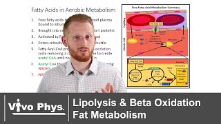 Lipolysis and Beta Oxidation  Fat Metabolism [upl. by Dibb]