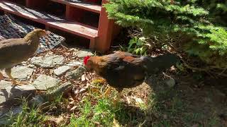 Young Chickens Free Ranging [upl. by Lindsey917]