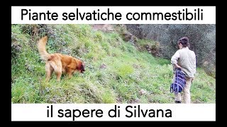 piante selvatiche commestibili  il sapere di Silvana [upl. by Whelan]