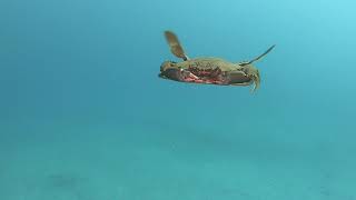 A swimming Swimming Crab [upl. by Mur]