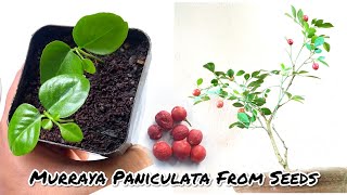 How To Grow Murraya Paniculata From Seeds  Grow Kamini Plant From Seeds [upl. by Mcmahon917]