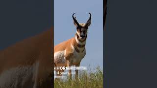 Pronghorn Knowledge Drop pronghorn hunting intrestingfacts antelope [upl. by Cosimo]