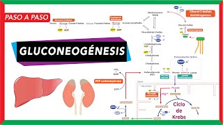 GlucoNEOgénesis síntesis de glucosa a partir de piruvato lactato glicerol y aminoácidos [upl. by Ycrad]