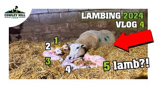 THIS SHEEP HAD 5 LAMBS  LAMBING 2024 VLOG 4 [upl. by Anniram]