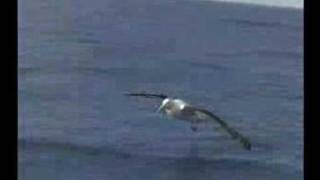 Albatross Encounter  The Biggest Wingspan in the World [upl. by Einttirb49]