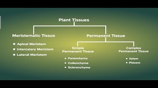 Plant Tissues  Part II Meristematic  Permanent Tissues  Class 9 Biology [upl. by Annasiul]