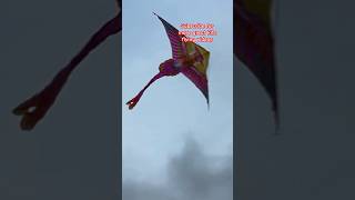 The JOY OF KITE FLYING kite flying challenge kiteflying kites shorts [upl. by Nataniel]