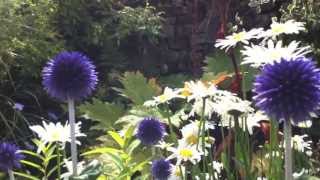 Echinops The Globe Thistles [upl. by Arriec]