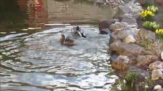 Natur Live Enten bei der Paarung Stockente [upl. by Cherye]