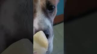 Dogs mukbang doglover mukbang dogs chillingtime [upl. by Herra]