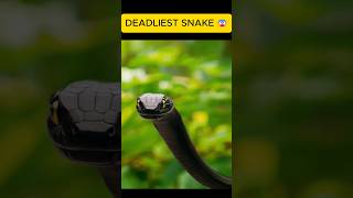 BLACK MAMBA Most Dangerous Snake in the World 🐍😱facts snake mamba animalfacts [upl. by Darwen155]