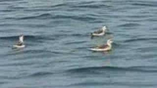 juvenile Rednecked Phalaropes [upl. by Sivek892]