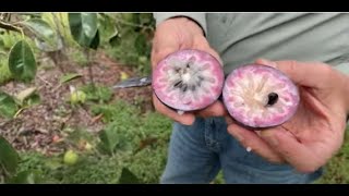 Best and Worst Place To Plant a Caimito Star Apple Tree [upl. by Mond]