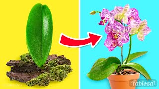 Easy orchid propagation methods How to grow orchids at home [upl. by Belda998]