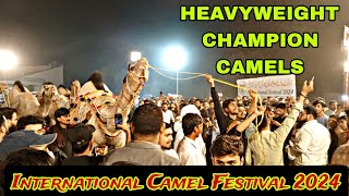 International Camel Festival 2024 in Faisalabad Big And Heavyweight Champion Camels [upl. by Enaid]