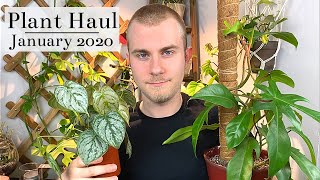 Houseplant Haul  January 2020 [upl. by Jerrylee]