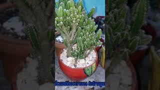 Acanthocereus tetragonus o Castillo de hadas Cuidados del Castillo de hadas🌵🌻🌿 [upl. by Teilo]