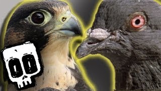 Peregrine vs Pigeon Deadliest Showdowns Ep 1  BBC Earth Explore [upl. by Alyhc214]