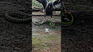 Eagle vs snake trending animals birds eagle hawk falcon snake wildlife shortsyoutubeshorts [upl. by Allenrac876]