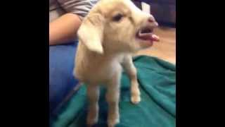 Cutest Baby Goat scream kid [upl. by Lanna]