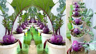 Growing super delicious purple kohlrabi at home super easy to grow for beginners [upl. by Ailliw]