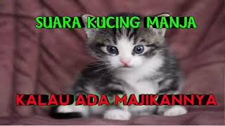 suara kucing manja  kalau ada majikannya [upl. by Kizzie984]