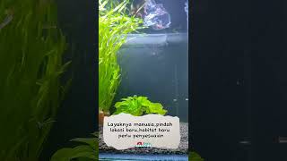 Kebiasaan buruk aquarium ikan aquascape ikanhias aquatic aklimasi ikanhiasairtawar [upl. by Zigrang]