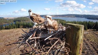 Kielder Ospreys Live Stream Nest 7 [upl. by Corotto598]