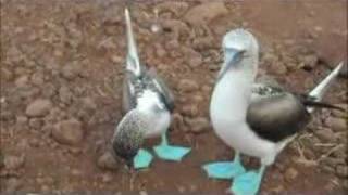 Blue Footed Booby Mating Dance [upl. by O'Driscoll]