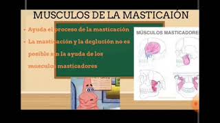 Fisiología de la Masticación UCACUE [upl. by Inohs417]