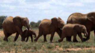 Baby Elephant Walk  Music by Henry Mancini [upl. by Kyre]