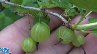 ⟹ Gooseberry  Ribes hirtellum  Fruit review 2018 [upl. by Uohk]