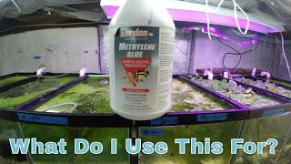 Methylene Blue And How To Use It In Your Aquarium [upl. by Ennaeus]