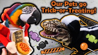 Our Reptiles go TrickorTreating in our Zoo [upl. by Saxela973]