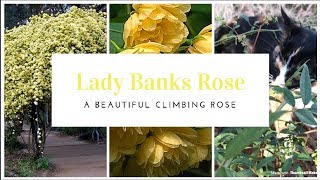 How To Plant A Lady Banks Climbing Rose 💚 Gardening Tips [upl. by Prudie442]