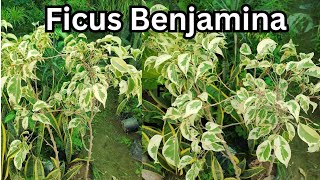 How to care and propagate Ficus Benjamina ficus plants plantscare gardening howtocare [upl. by Hurlee557]