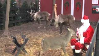 ReindeerCamcom Santa Feeding Reindeer [upl. by Peder]