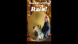 Serama Mum Leaves Her Babies To Play In The Rain serama chicken chicks mumandbaby [upl. by Aicenert]