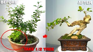 Cut a bonsai in half use the remaining part to make a monster shaped tree [upl. by Anertak]