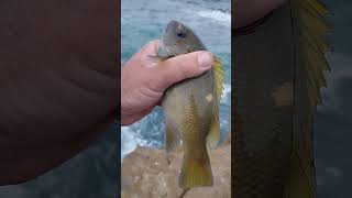 beefy Opaleye Caught Fishing from the Jetty [upl. by August]