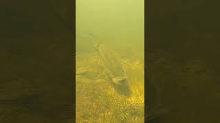 Largemouth Bass Eating a Bluegill Swimbait shorts underwaterfootage bassfishing [upl. by Hadeehsar]